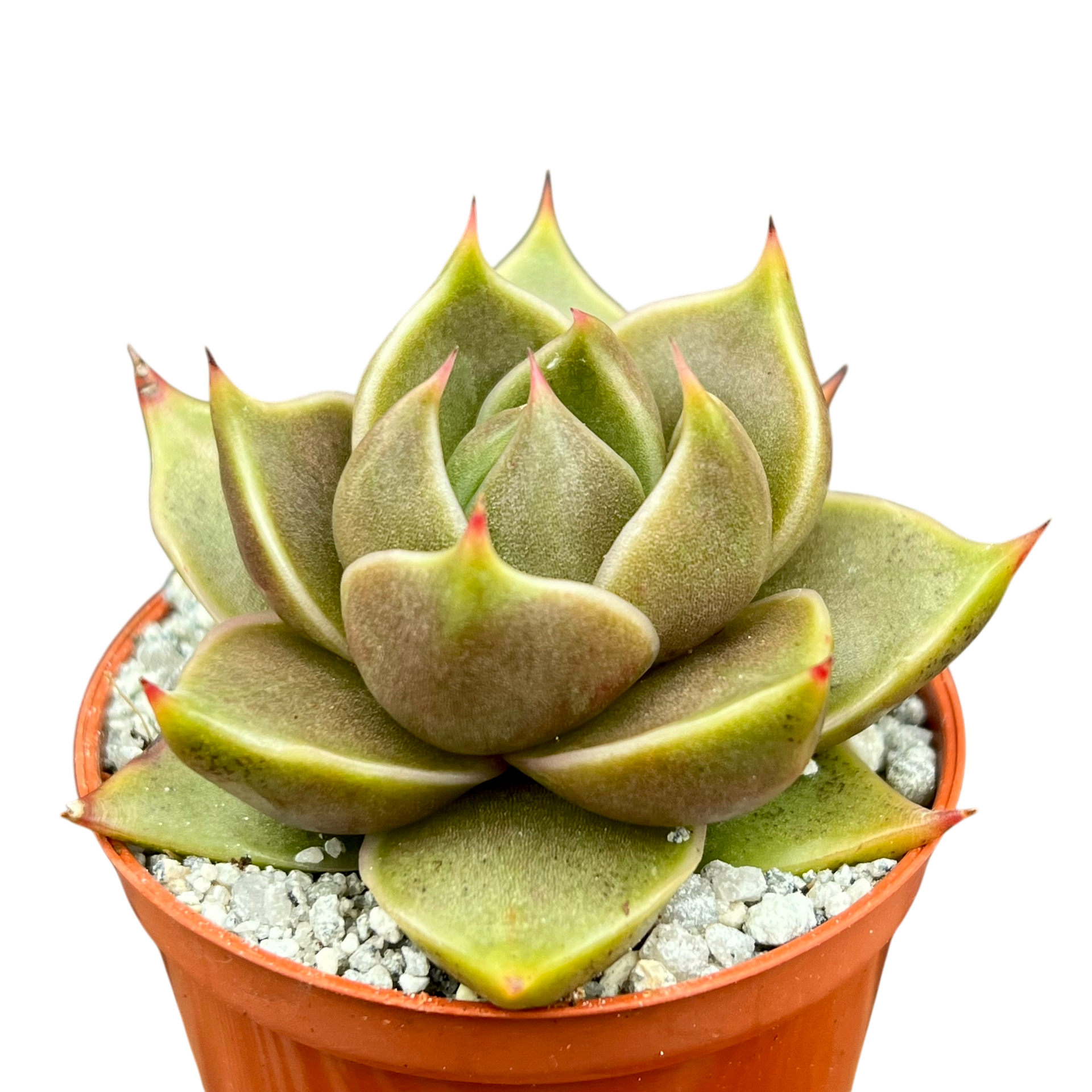 エケベリア 'クリスタルタワー' – Surreal Succulents