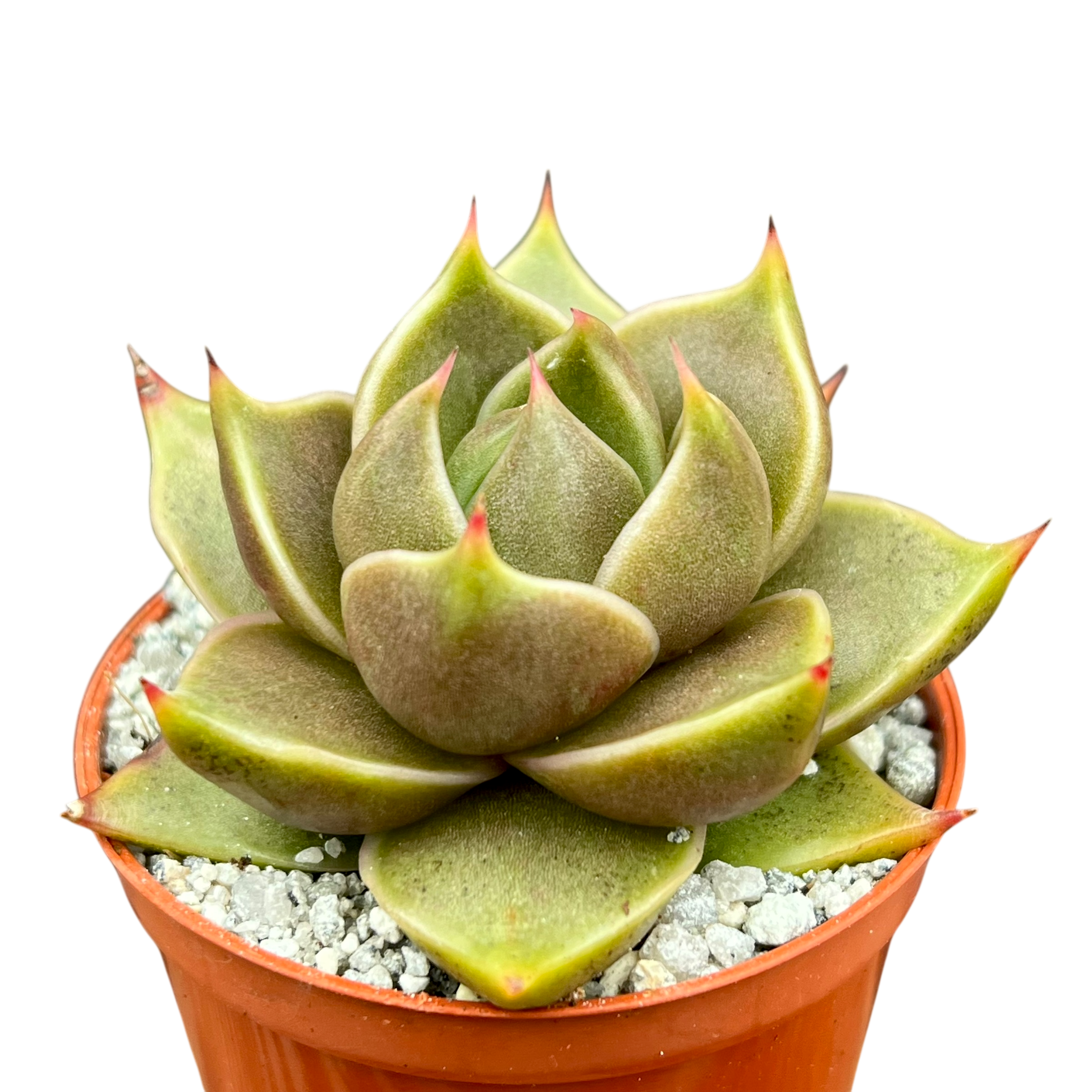 Echeveria 'Crystal Tower'