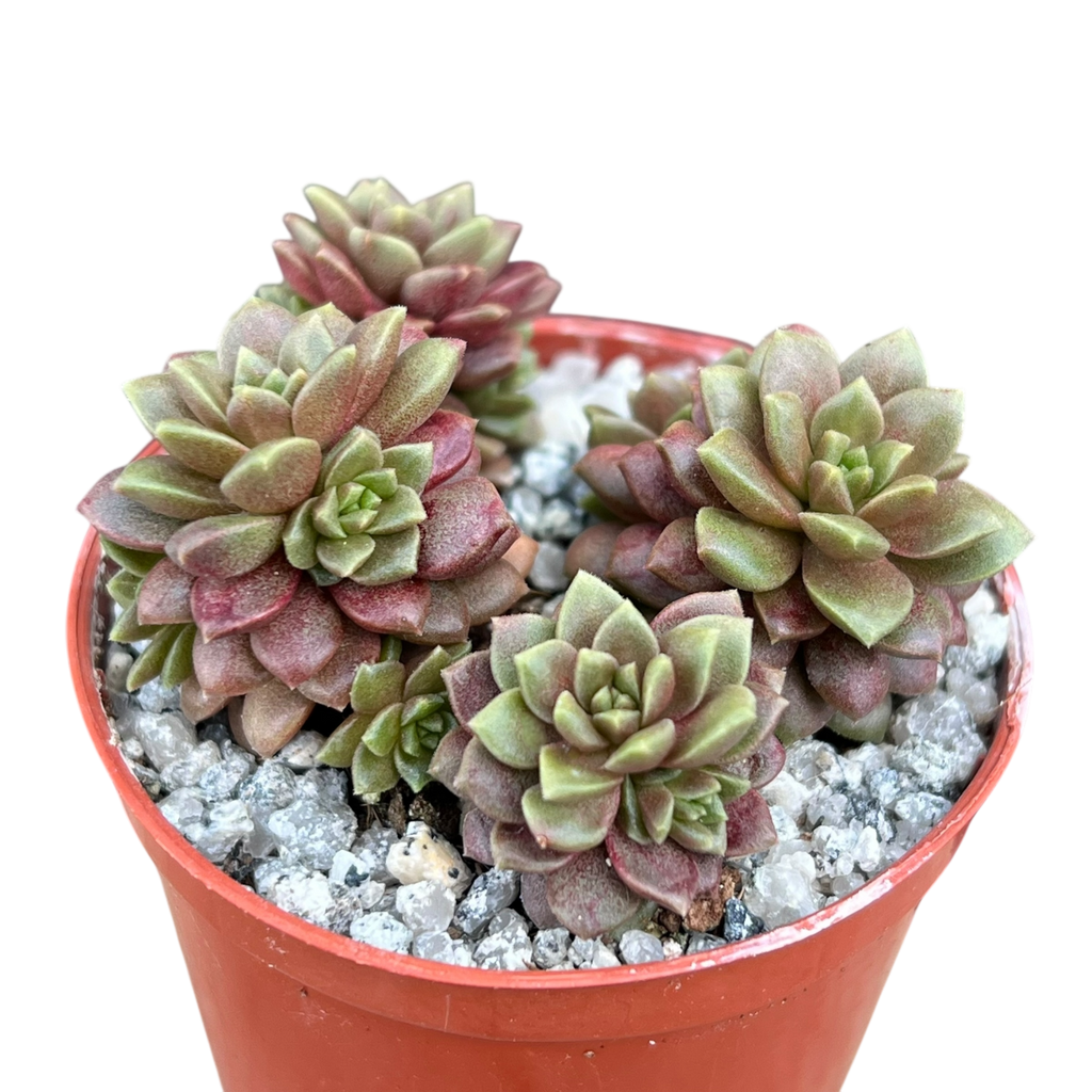 little gem succulent x Cremnosedum 'Little Gem' – Surreal Succulents