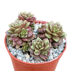 x Cremnosedum 'Little Gem'