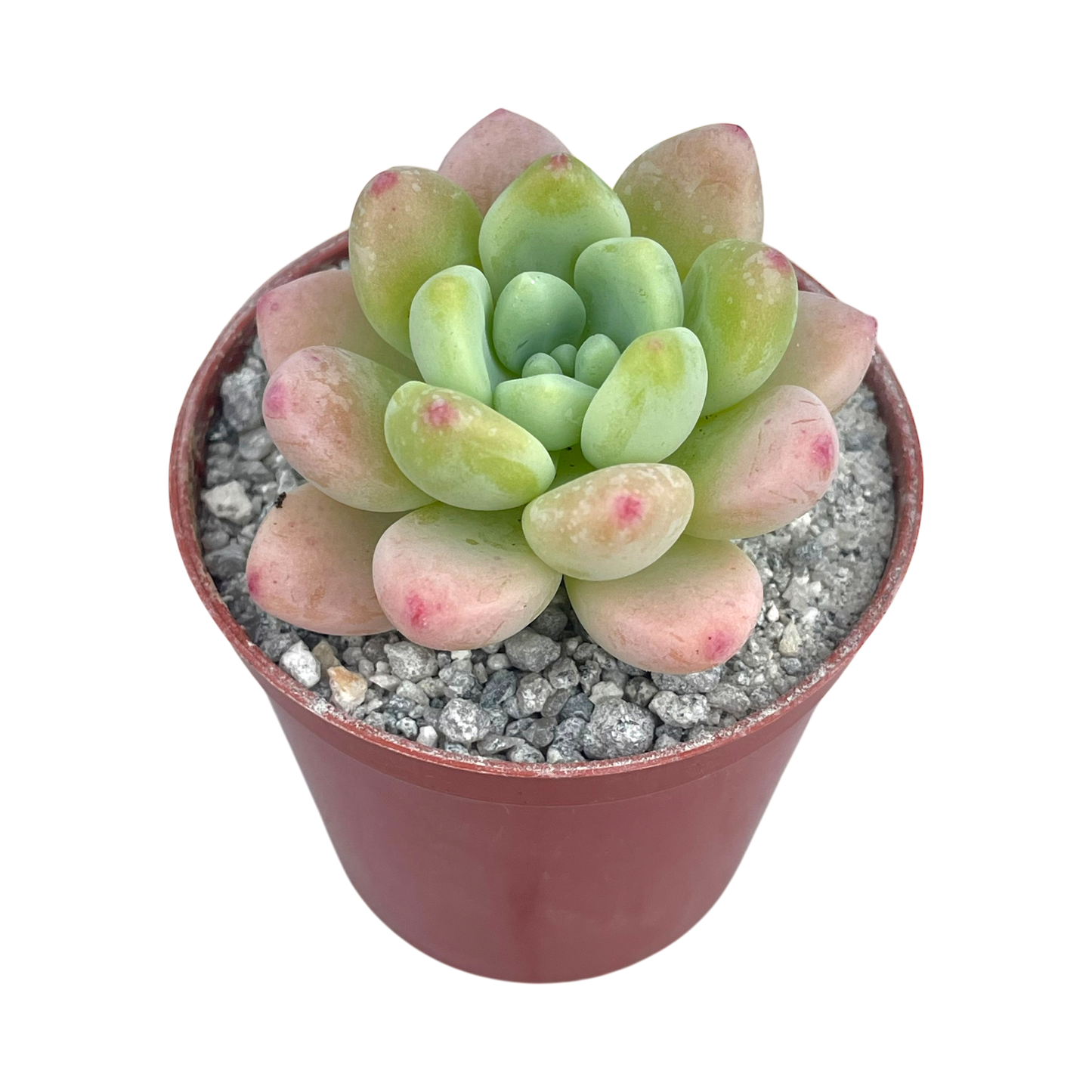 Sedum clavatum