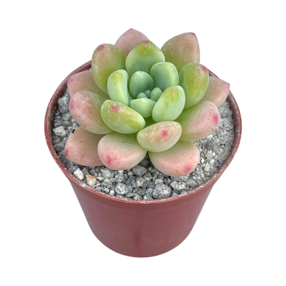 Sedum clavatum