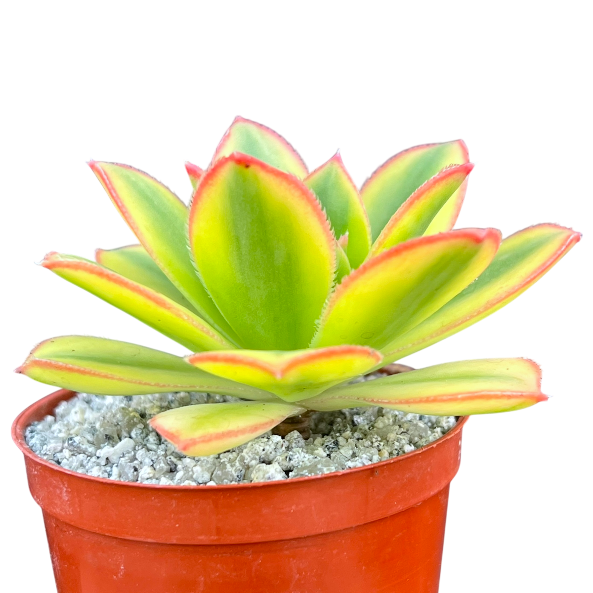 Aeonium 'Floresens'