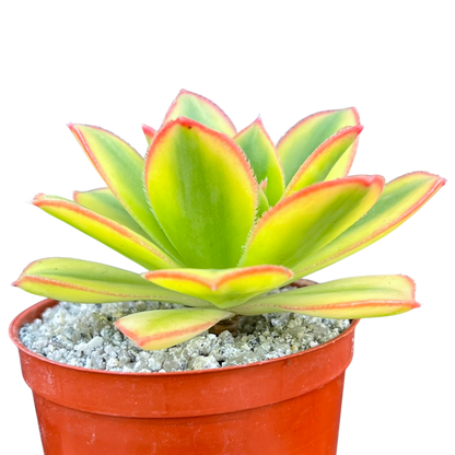 Aeonium 'Floresens'