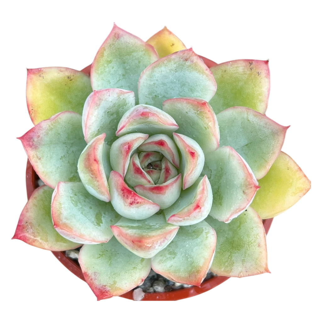 Echeveria 'Ileene'