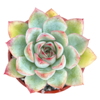 Echeveria 'Ileene'