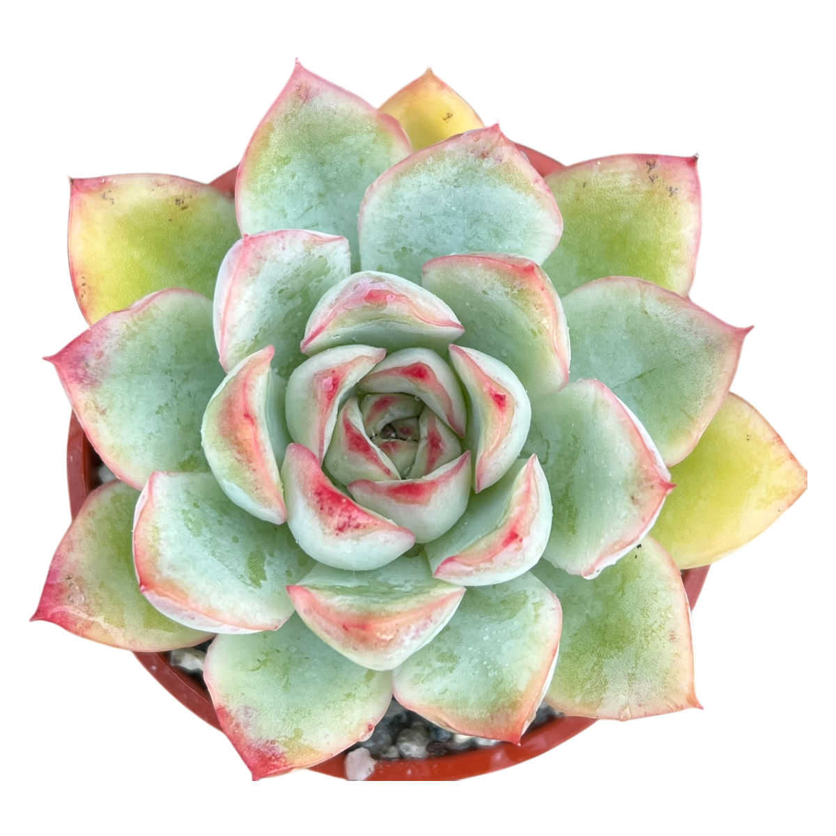 Echeveria 'Ileene'