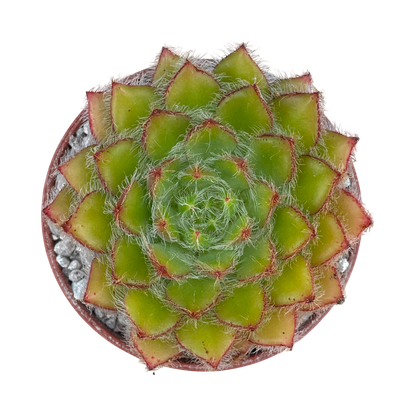Echeveria 'Eva'