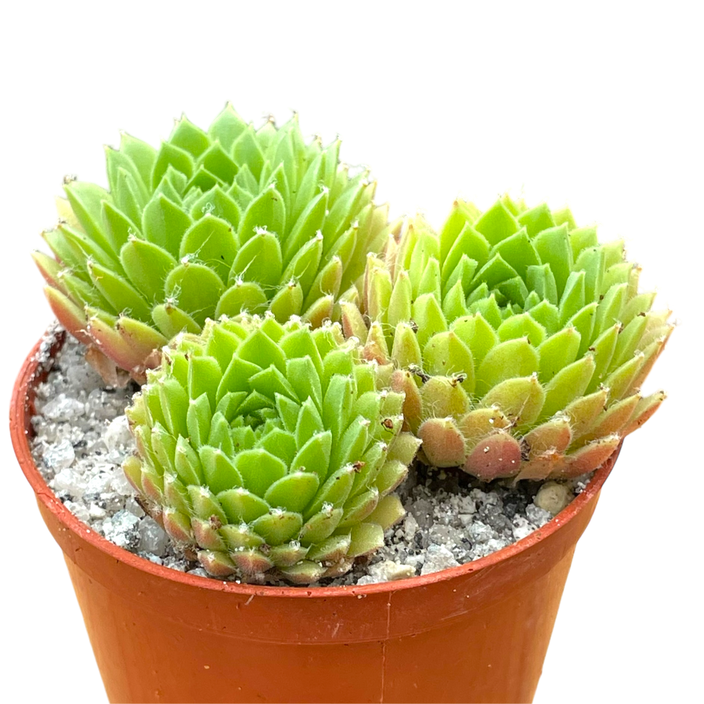 Sempervivum arachnoideum 'Alpha'