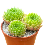 Sempervivum arachnoideum 'Alpha'