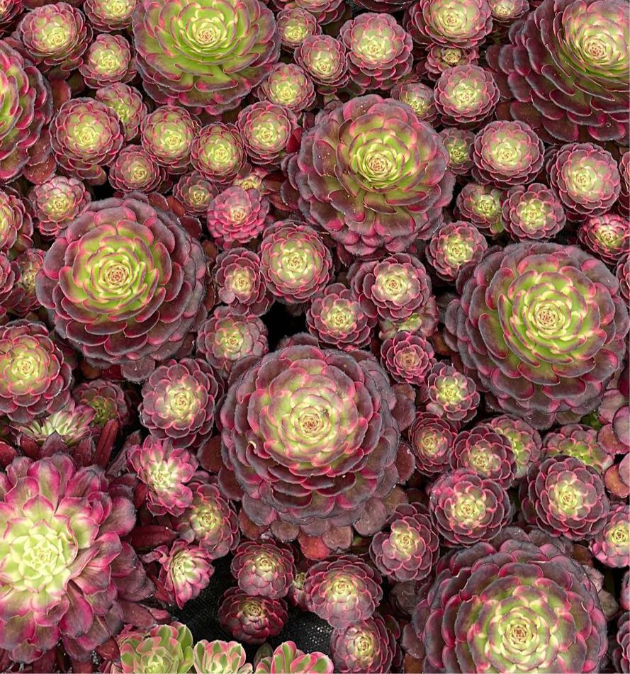 black king succulent Aeonium 'Black King Kong' – Surreal Succulents