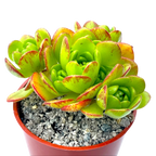 Aeonium x loartei