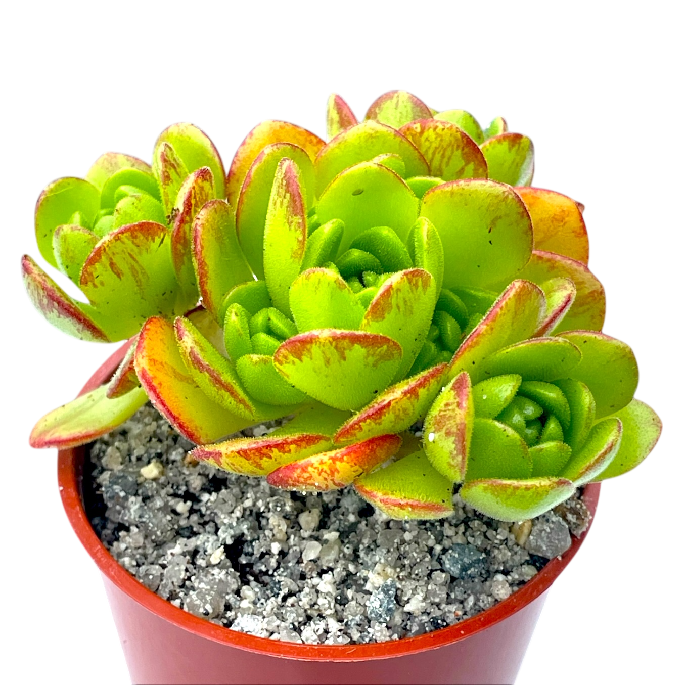 Aeonium x loartei