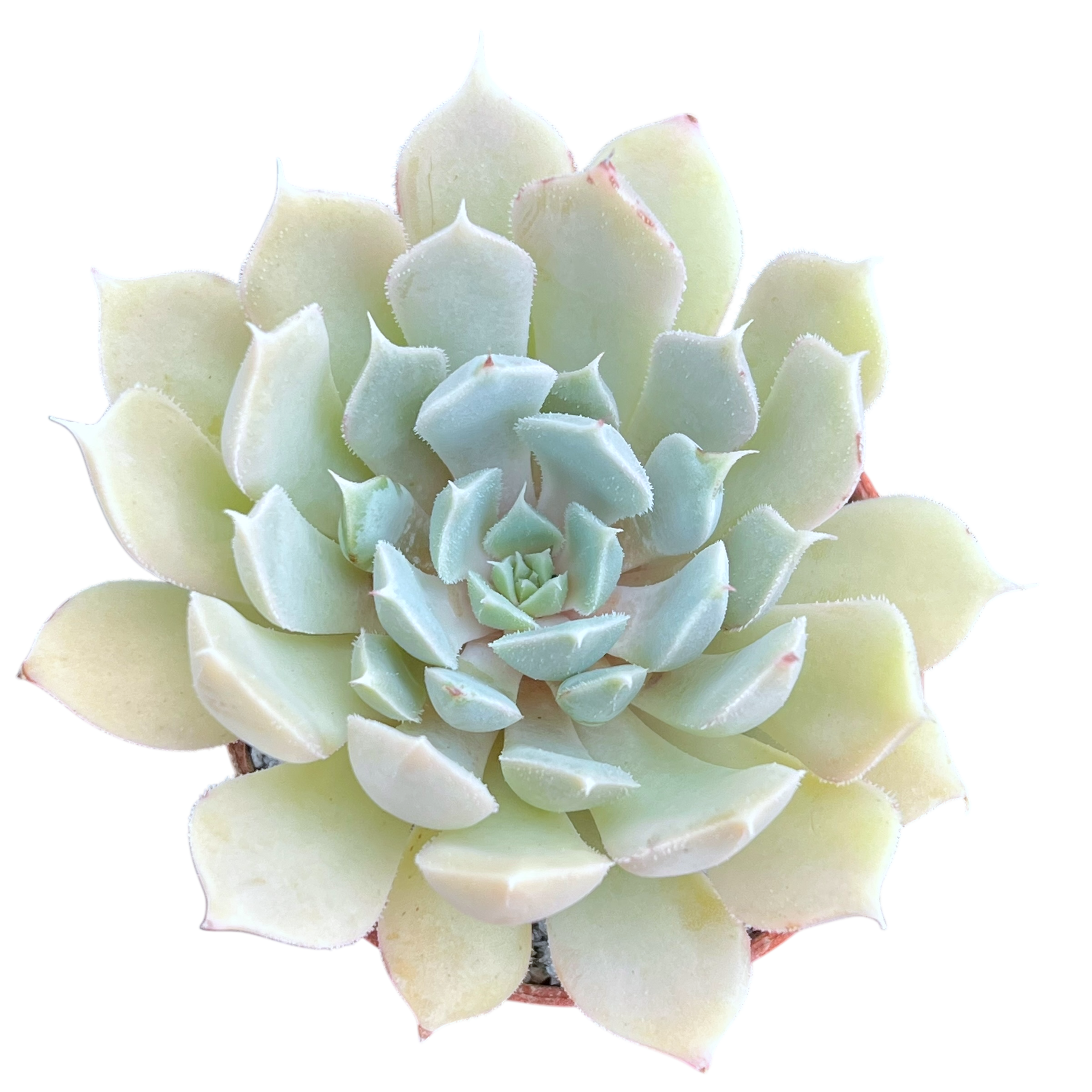 Echeveria 'Galileo'