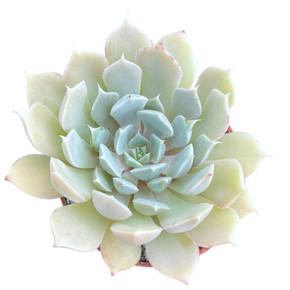 Echeveria 'Galileo'