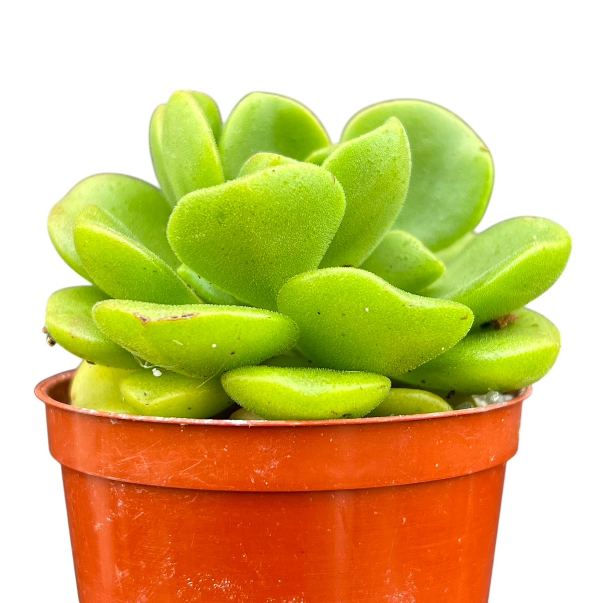 Aeonium 'Lily Pad'