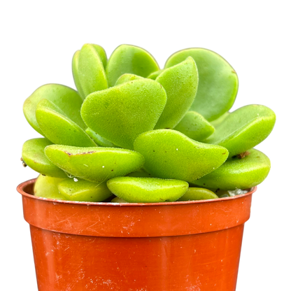 Aeonium 'Lily Pad'