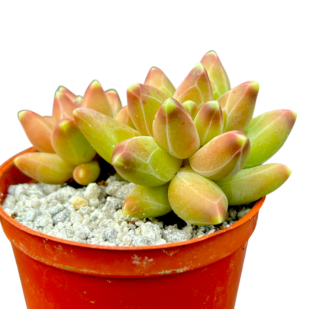 Pachyphytum compactum | Little Jewel