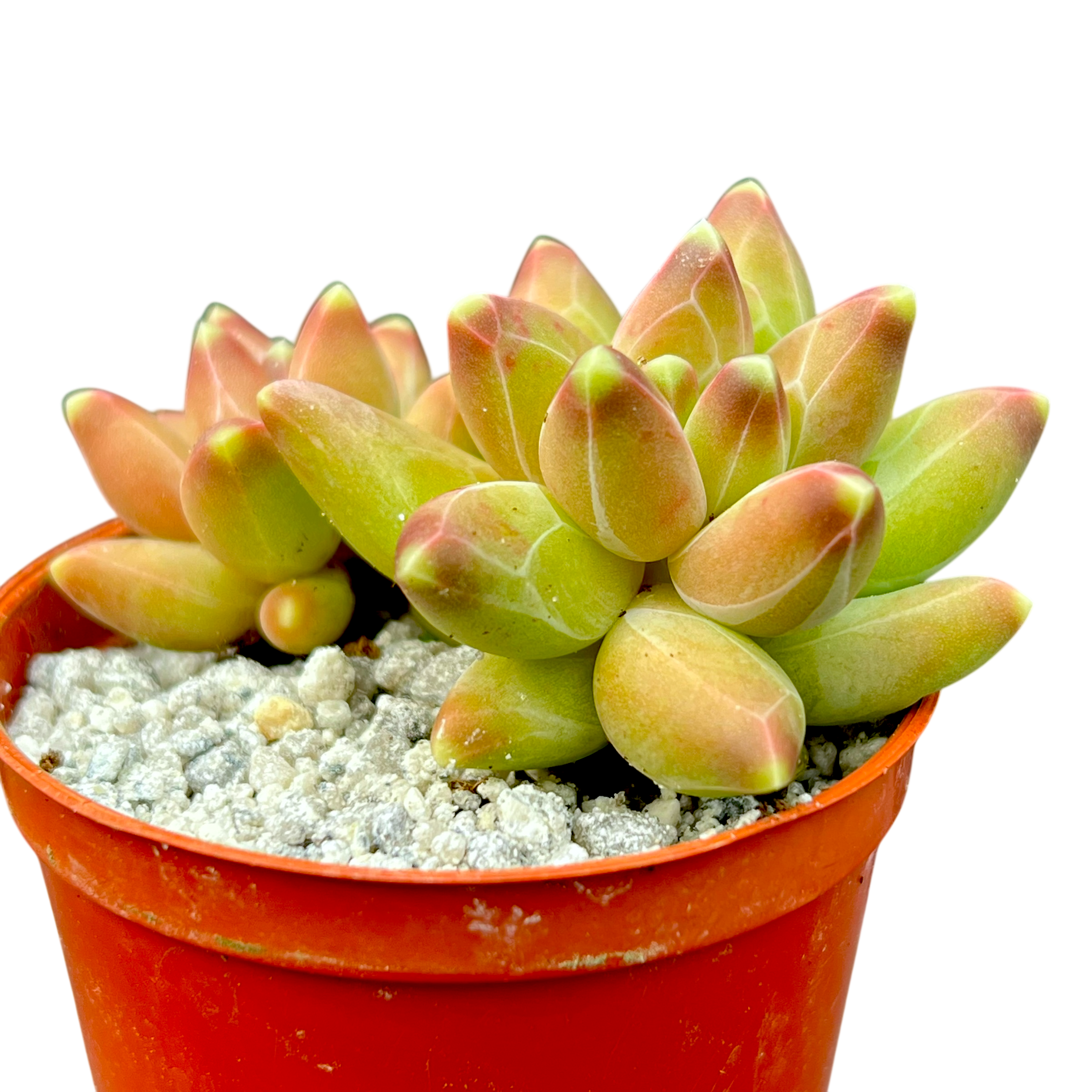 Pachyphytum compactum | Little Jewel