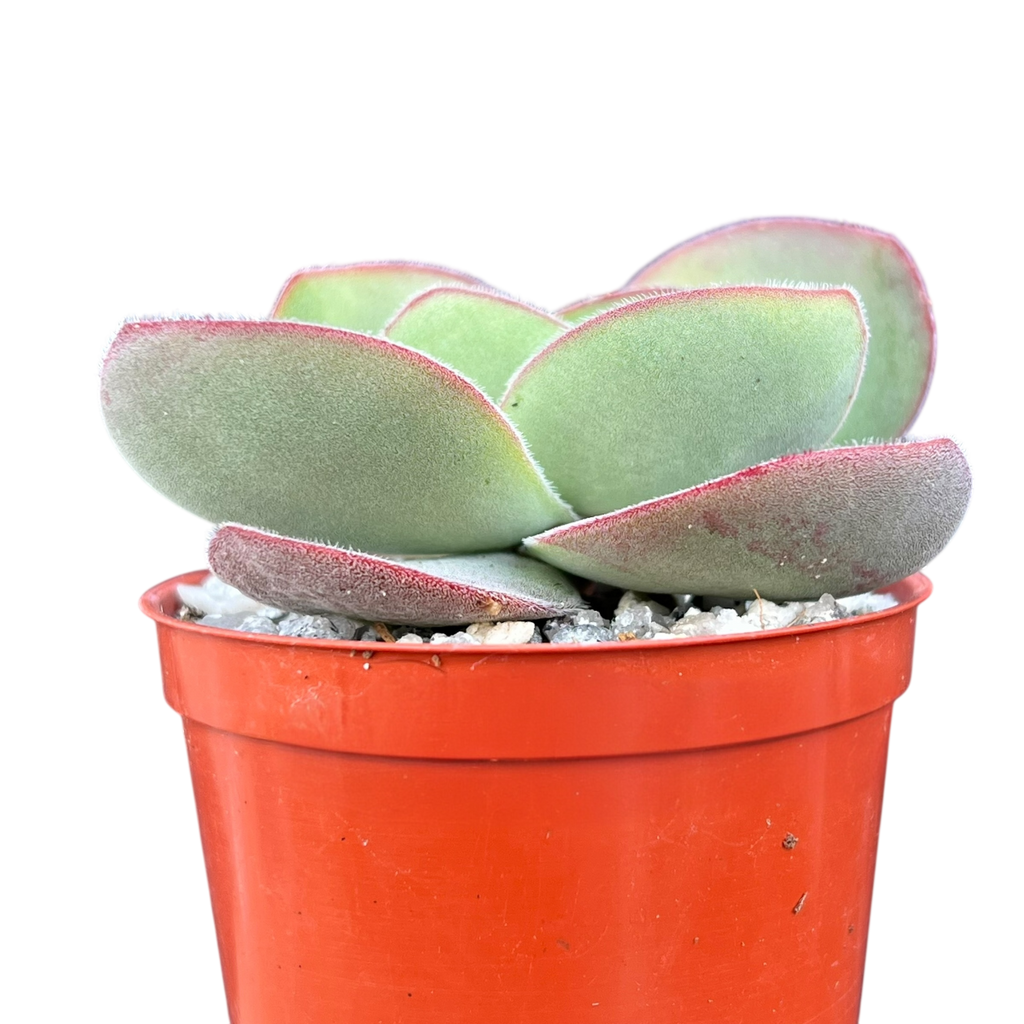 Crassula cotyledonis