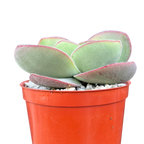 Crassula cotyledonis