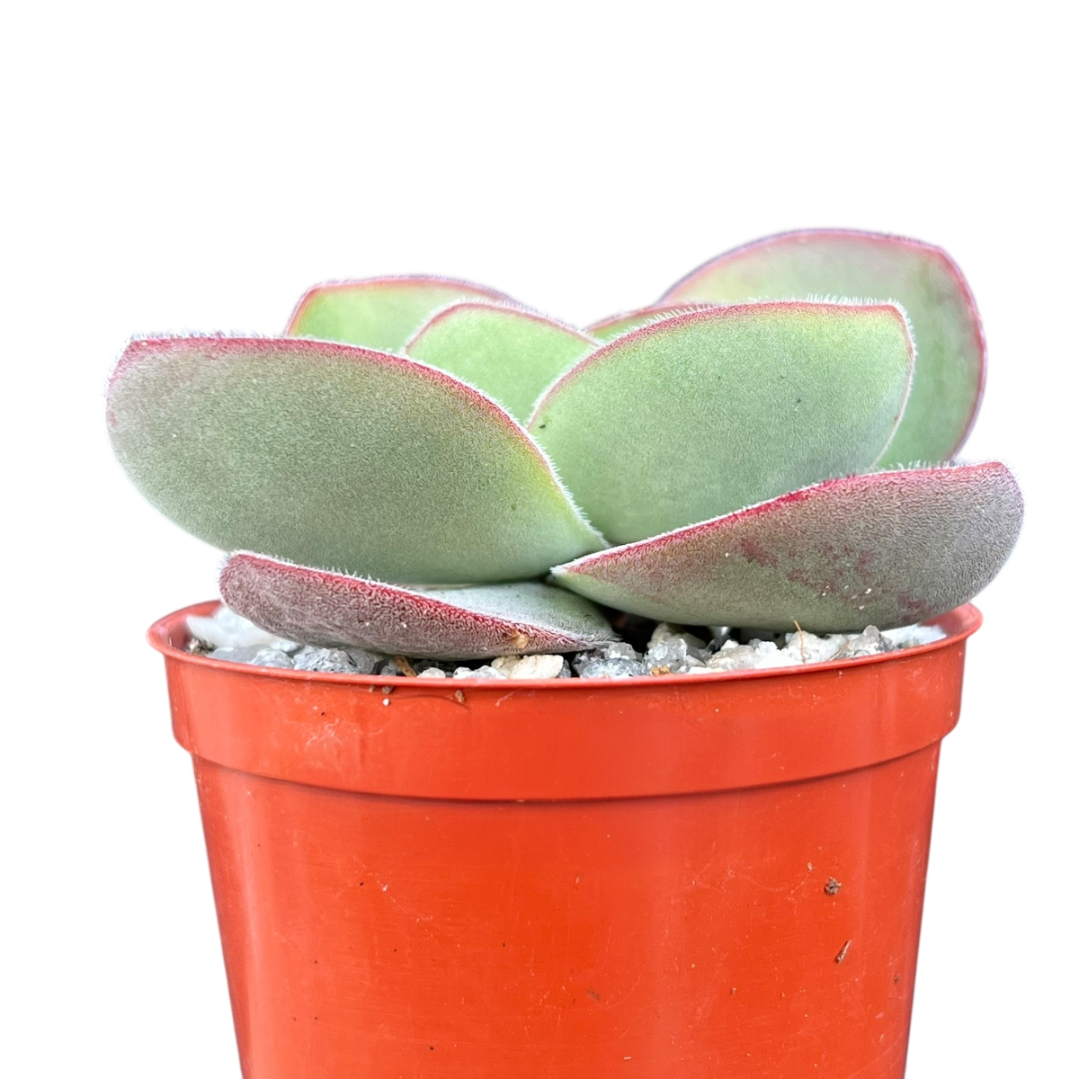 Crassula cotyledonis