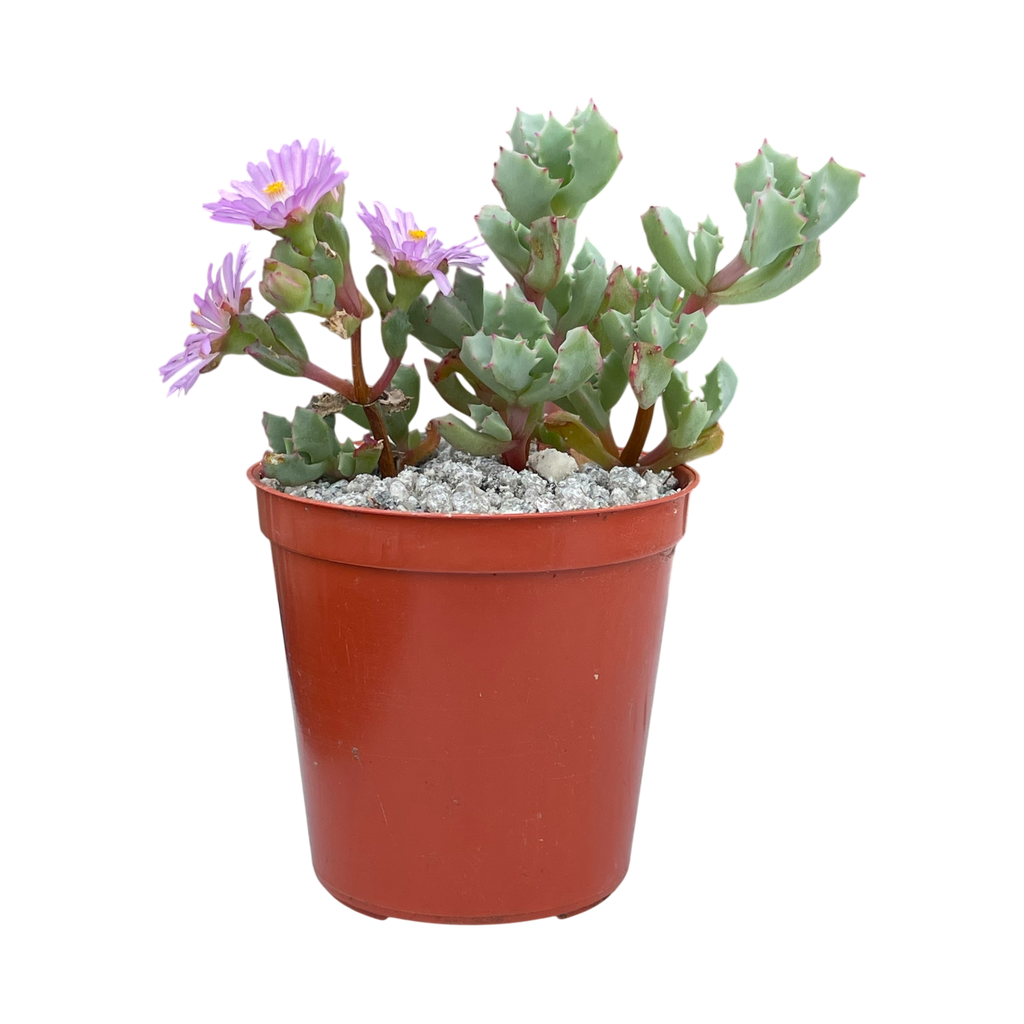 deltoides succulent Oscularia deltoides – Surreal Succulents