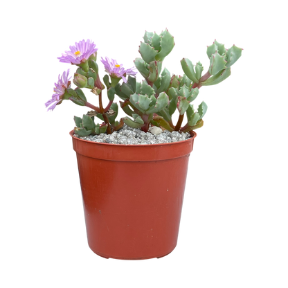 Oscularia deltoides