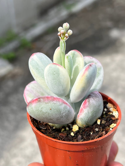 Cotyledon orbiculata 'Unicorn Poop'