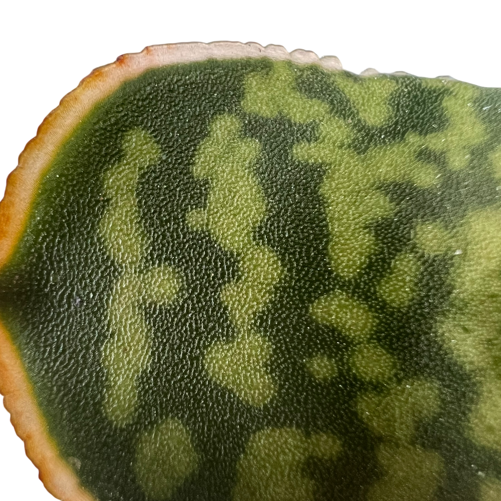 Gasteria vlokii