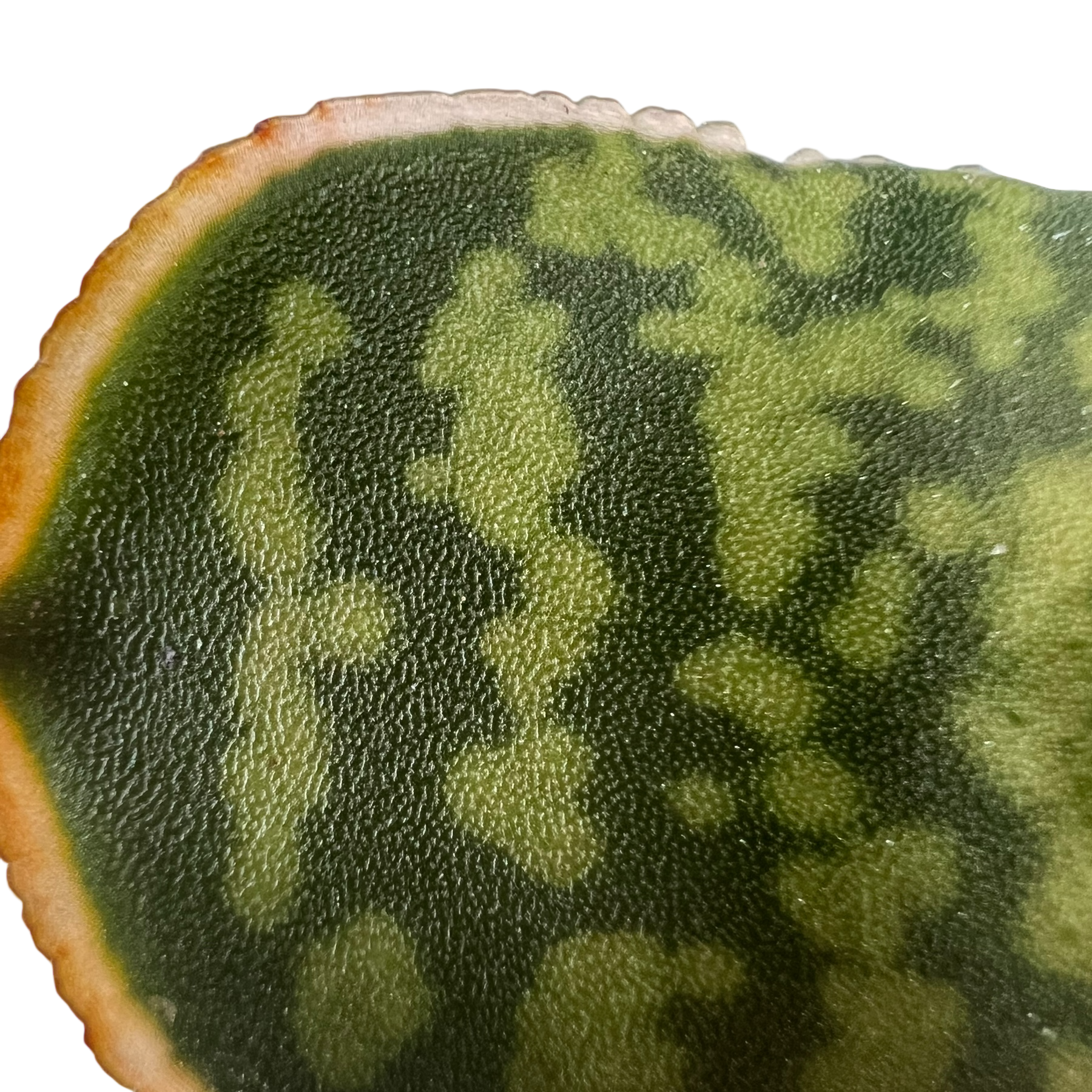 Gasteria vlokii