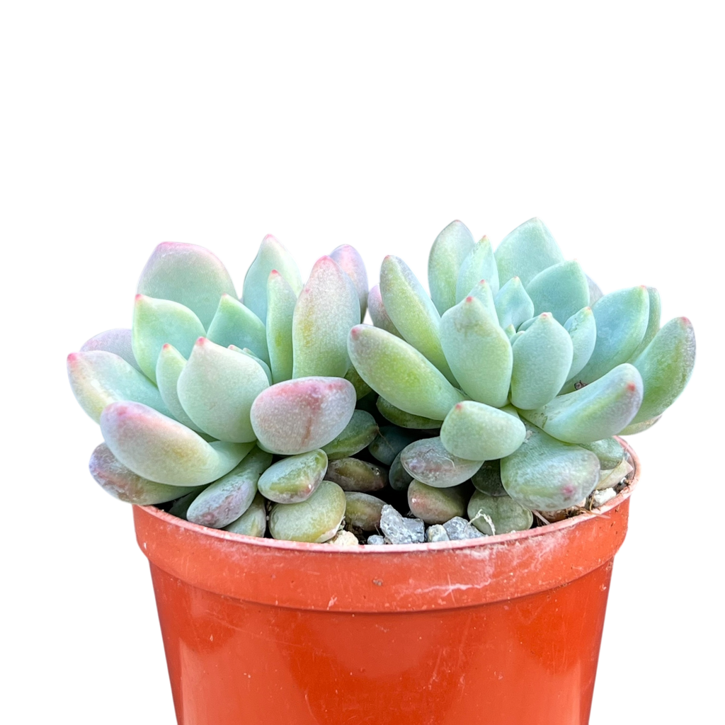 x Graptoveria 'Blush Mint'