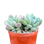 x Graptoveria 'Blush Mint'