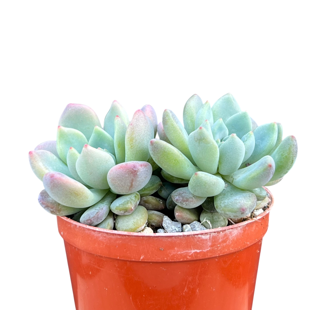 x Graptoveria 'Blush Mint'