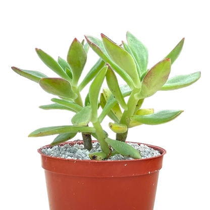 Echeveria harmsii (Plush Plant)