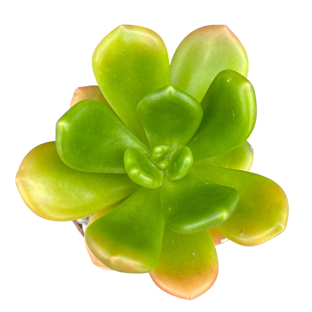 Cremnophila linguifolia