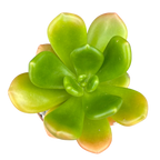 Cremnophila linguifolia