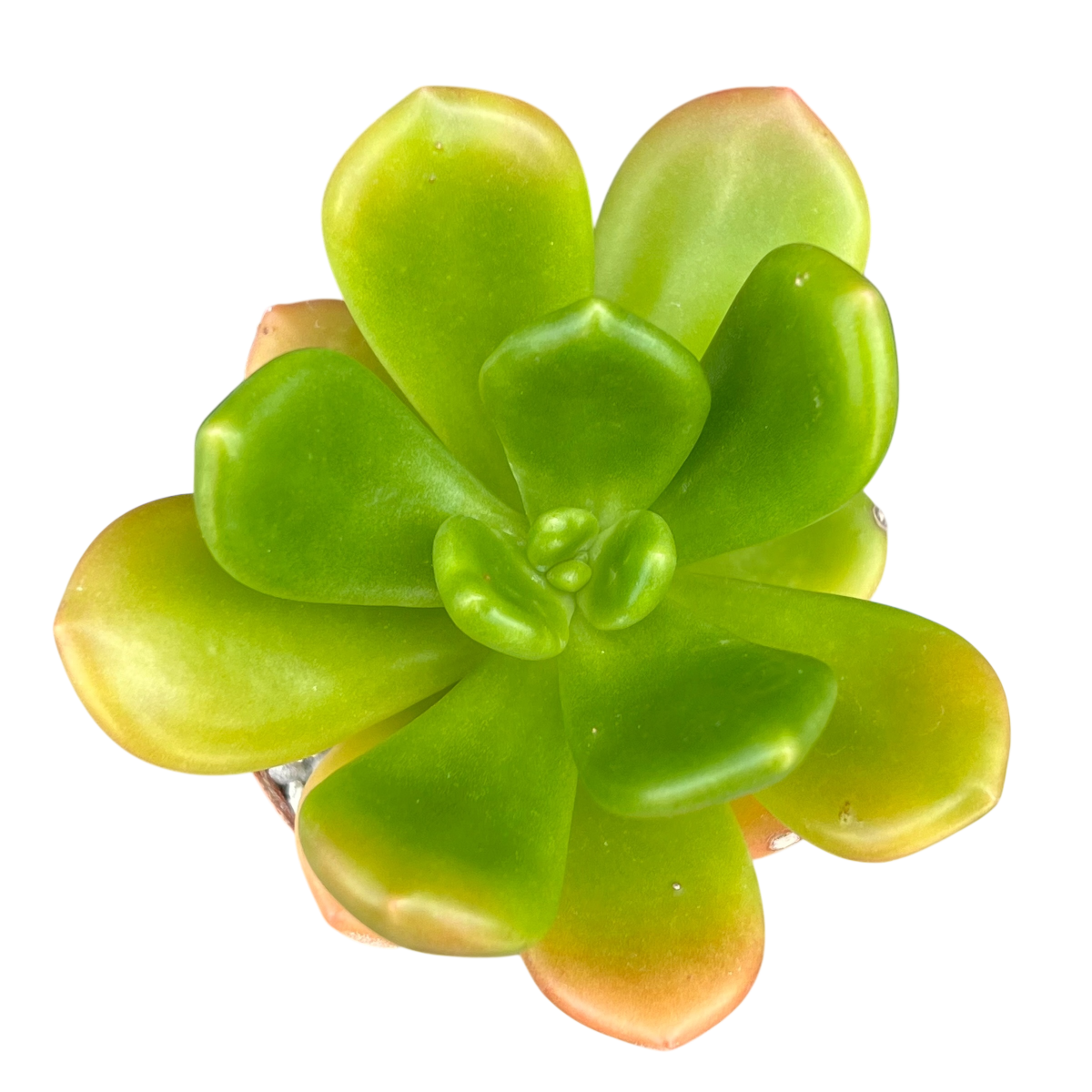 Cremnophila linguifolia