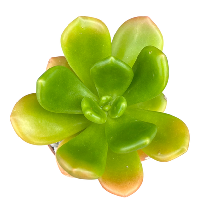 Cremnophila linguifolia
