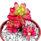 Sedum x rubrotinctum variegatum