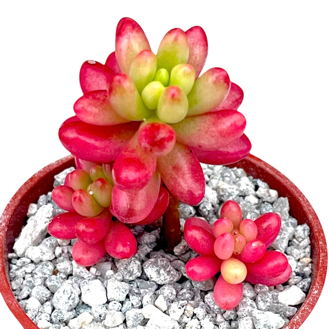 Sedum x rubrotinctum variegatum