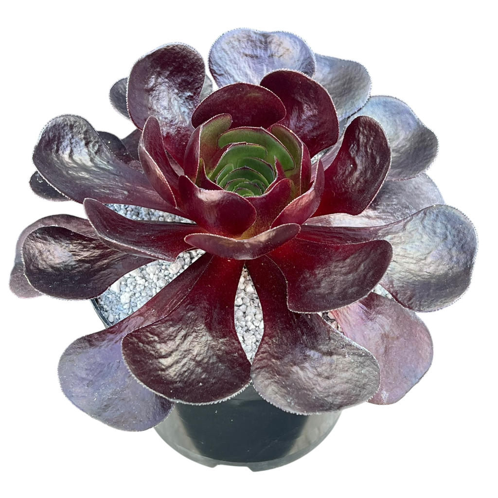 x Semponium 'Destiny'