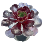 x Semponium 'Destiny'