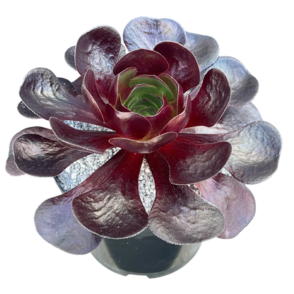 x Semponium 'Destiny'