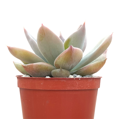 Echeveria 'Silver Queen'