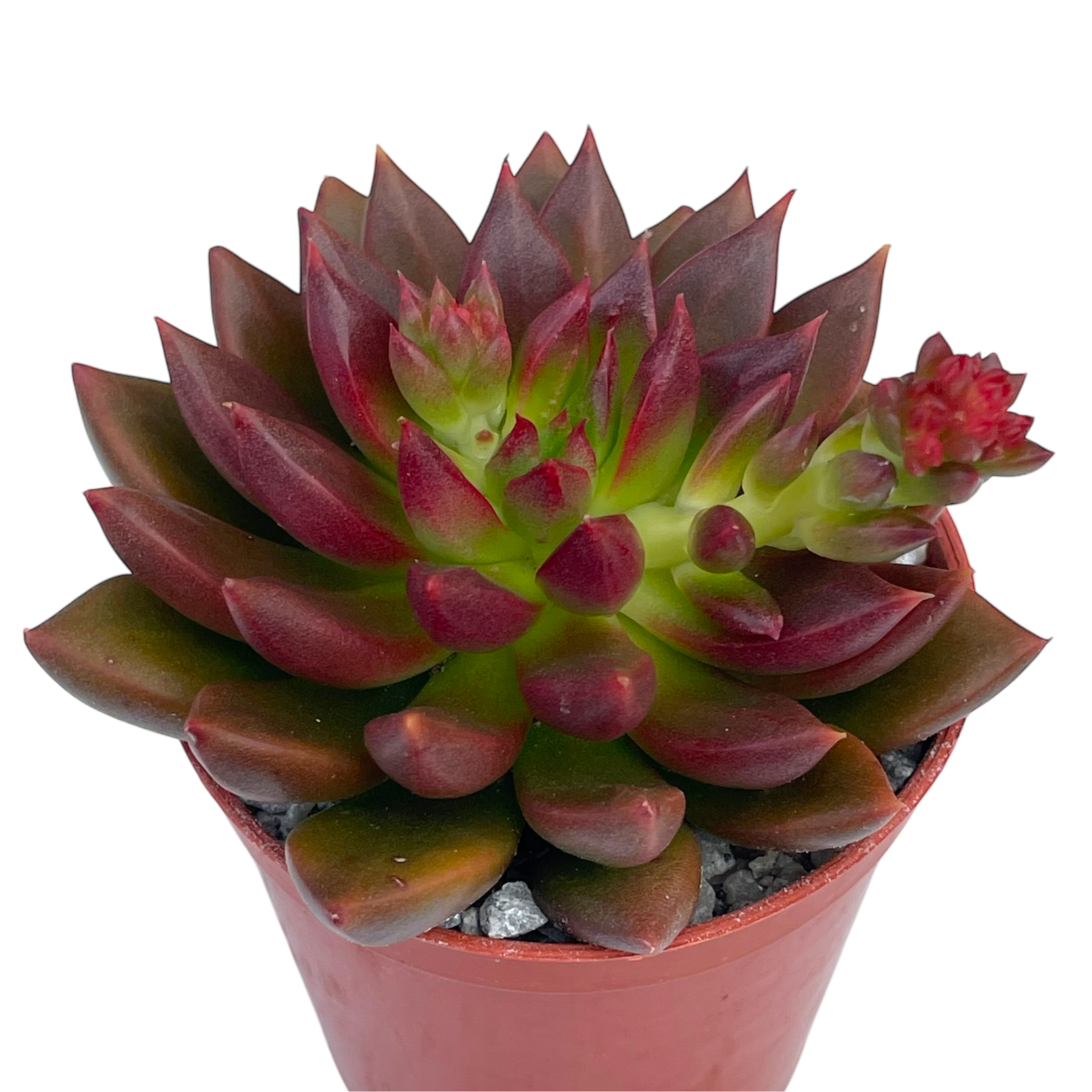 Echeveria 'Zodiac'