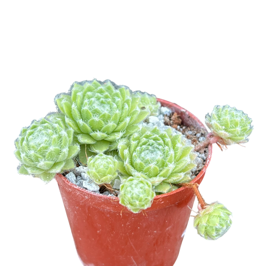 Sempervivum 'Green Ice'