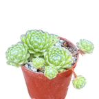 Sempervivum 'Green Ice'