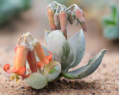 Cotyledon orbiculata