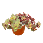 Crassula pellucida ssp. marginalis 'Rubra'